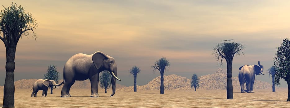 Two adult elephants and a little standing between baobabs in the savannah by cloudy morning light