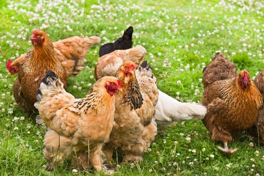 Collection of decorative feathered chicken in summer on field