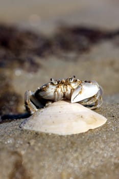 little beach crab in human hand