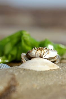 little beach crab in human hand