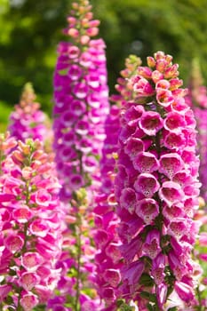Pink Lupine flowers in bloom.  Vertical composition with focus on foreground.