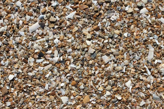 sand shell texture