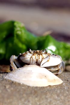 little beach crab in human hand