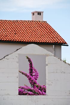 Bougainvillea House Wall