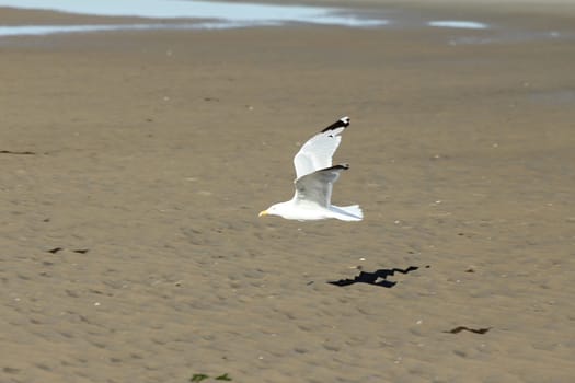 beach gull