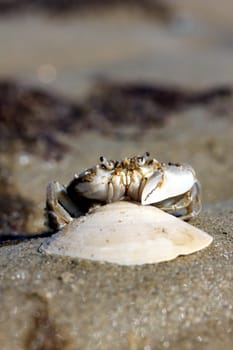 little beach crab in human hand