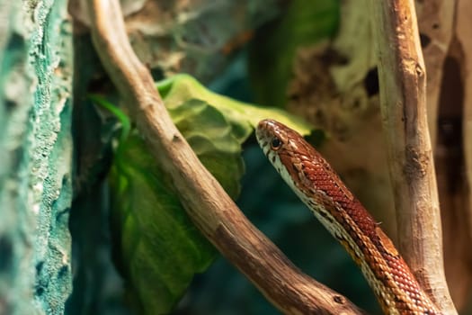 Small brown snake in a terrarium close up