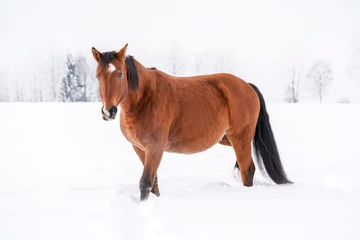Brown horse on snow, field, blurred trees behind her.