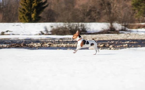 Small Jack Russell terrier running on snow by river,  sun shines on her.