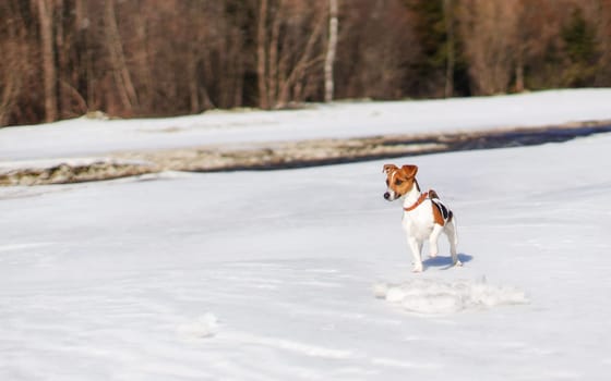 Small Jack Russell terrier playing in snow by the river on sunny day, looking curious, one feet up