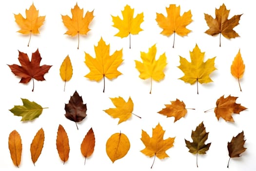 a set of different autumn leaves isolated on a white background. Flat design. autumn set. autumn elements. Maple and aspen leaves