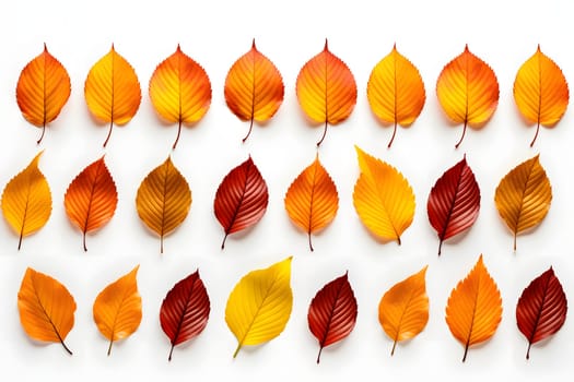 a set of different autumn leaves isolated on a white background. Flat design. autumn set. autumn elements. aspen leaves