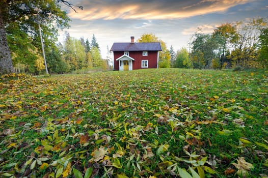old red cottage surrounded by autumn-leaves, trees and forest scenery from sweden