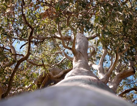 Australian Tree  Forest Red Gum Eucalyptus tereticornis trunk and branches