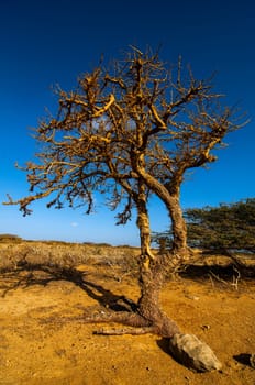 A leafless twisted tree in a barren landscape.