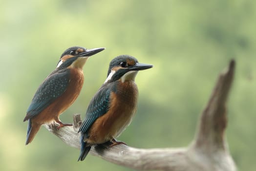 Kingfisher (Alcedo atthis)