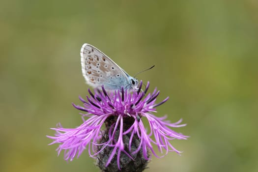 Blue on meadow knapweed