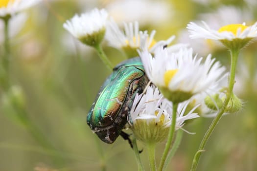 Rose beetles in bloom