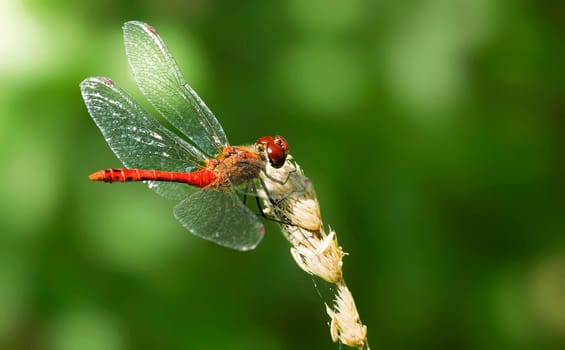 Ruddy darter
