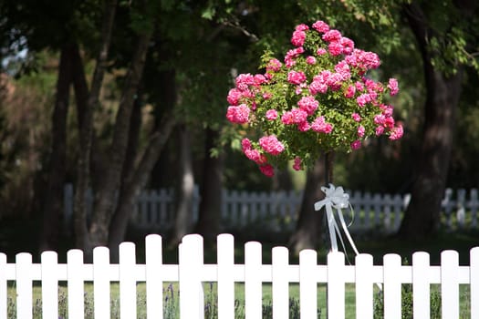 Wedding celebration,rose bush with white ribbon as decoration