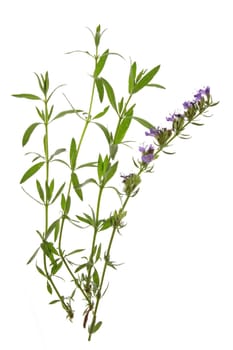 Hyssop (Hyssopus officinalis)