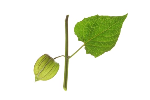 Andean berry (Physalis peruviana)