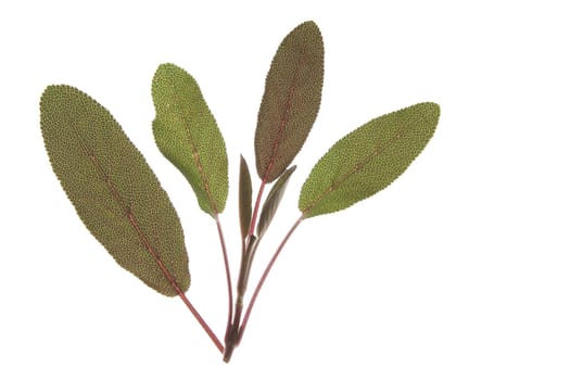 Purple sage (Salvia officinalis purpurascens)