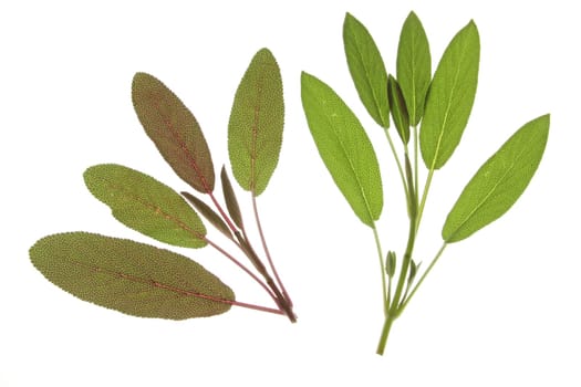 Purple sage (Salvia officinalis purpurascens)