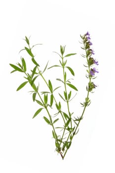 Hyssop (Hyssopus officinalis)