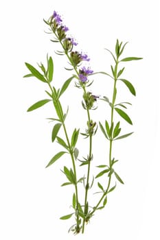 Hyssop (Hyssopus officinalis)