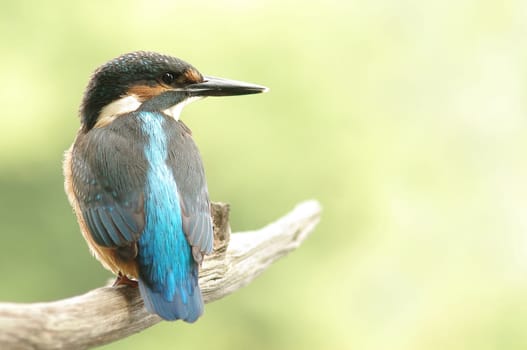 Kingfisher (Alcedo atthis)