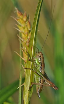 Grasshopper