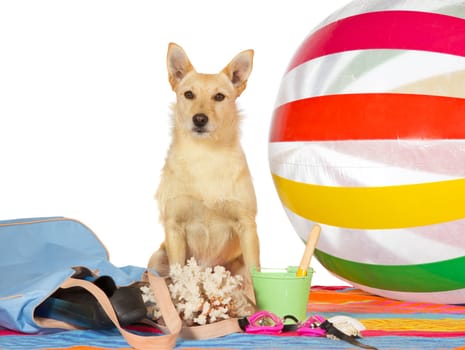Conceptual portrait of a a cute alert golden dog sitting on a towel surrounded by a colourful striped beachball and beach gear on a seaside vacation, studio on white