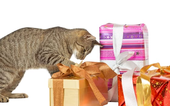 Cute playful cat inspecting decorative Christmas presents with ornamental bows isolated on white