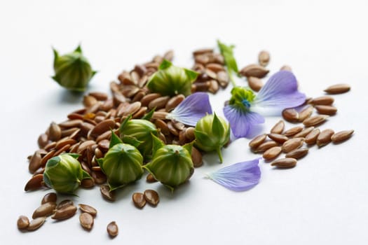 Flaxseed with seed pods and flower