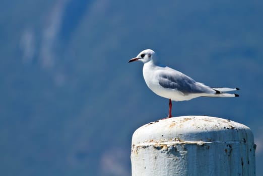 seagull