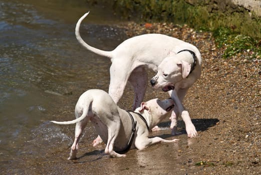 Two dogs playing and splashing in water