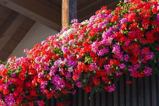 flowers in window boxes