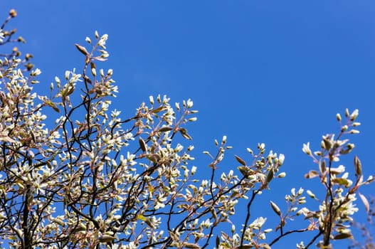 White flowers in the garden