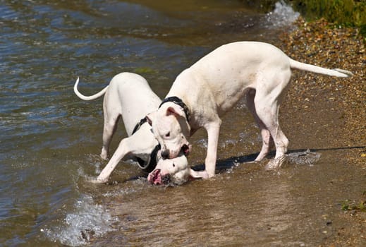 Two dogs playing and splashing in water