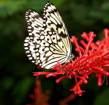 White Tree Nymph