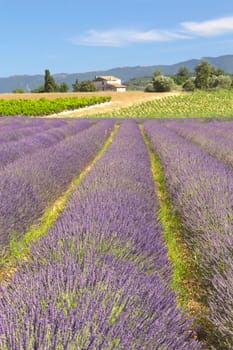 View of the countryside with lavender field (Provence, France)