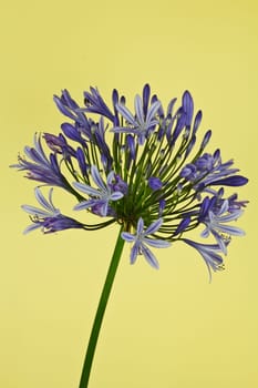An African lily bloom on a yellow background