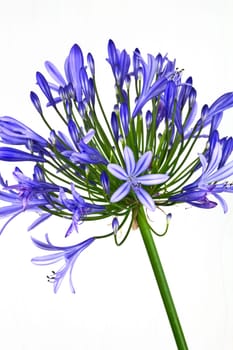 A single African Lily flower