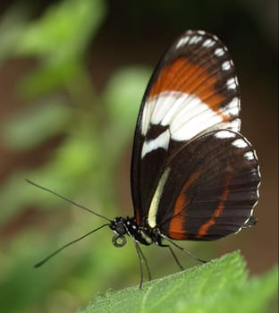 Heliconius cydno