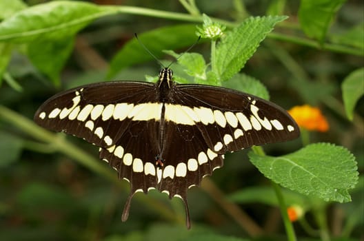 Thoas swallowtail