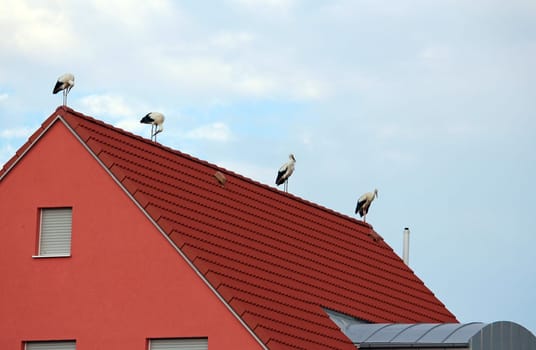 Storks