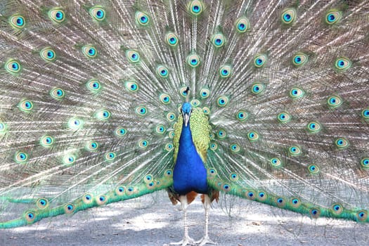 the blue peacock (pavo cristatus)