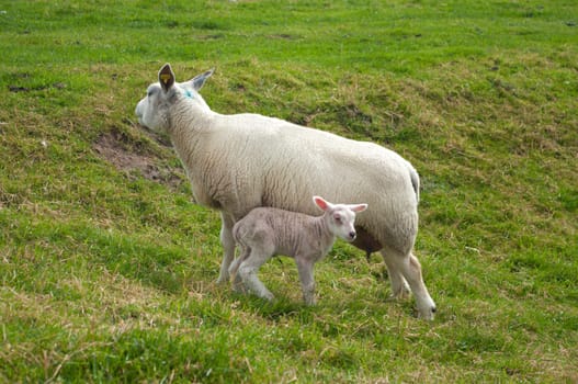 mother sheep with her very young lamb