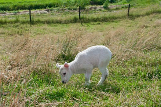 cute little newborn lamb in a meadow